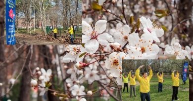 Весна в Краснодаре. Коллаж из фото Александра Трушникова